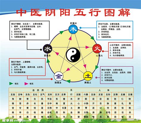 五行五官|五行（中医术语）